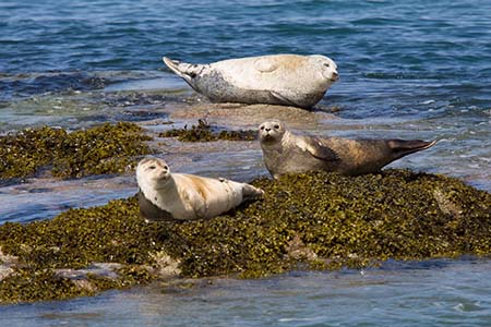 Seals basking on rocks, seen on a visit to Staffa