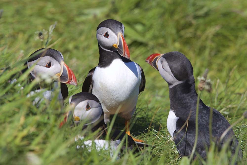 A group of puffins which nest on Staffa