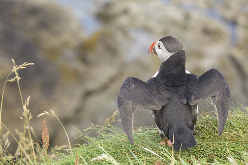 A puffin with its wings spread on the island of Staffa