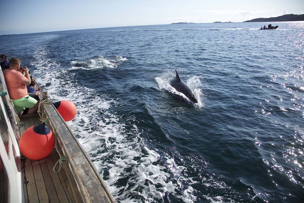 A dolphin beside 'Iolaire of Iona' in the Sound of Iona