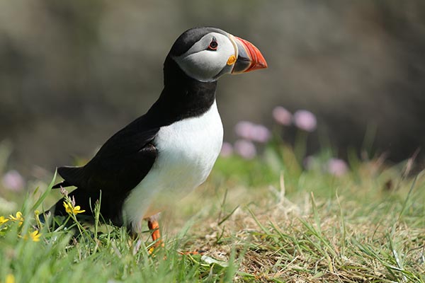 A puffin on the island of Staffa